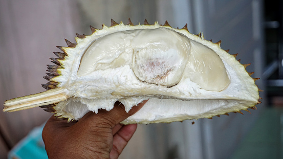 Fresh and sweet durian from the garden in Aceh pidie, Indonesia