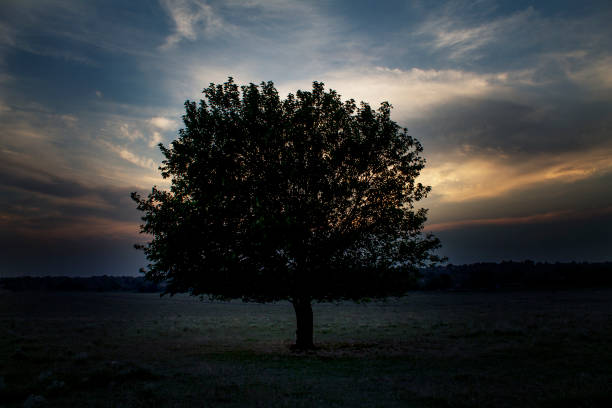 istock The tree of life 1204401437