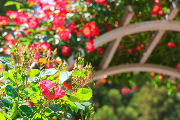 Rose flower in the rose garden