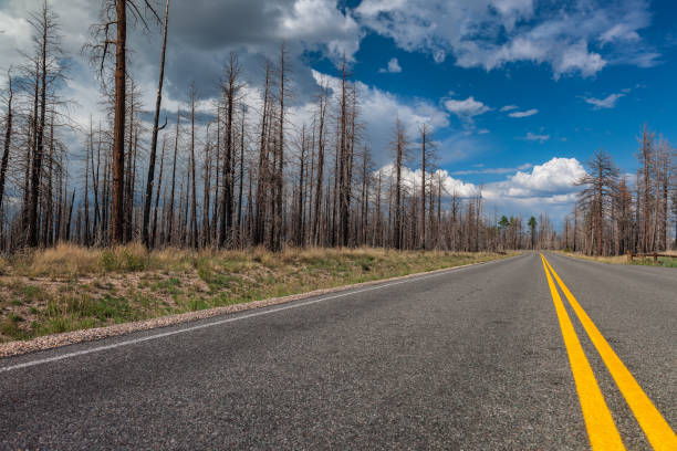istock Road and Burnt Trees in Bryce National Park USA 1204404364