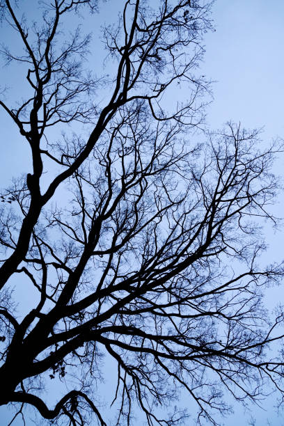 istock Tree branches silhouette on blue sky background. Natural pattern. Concept of ecology. 1204404626