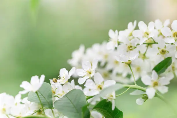 Blooming Apple tree with white flowers and small ladybug. Natural floral background with copy space. Spring blooming gardens.