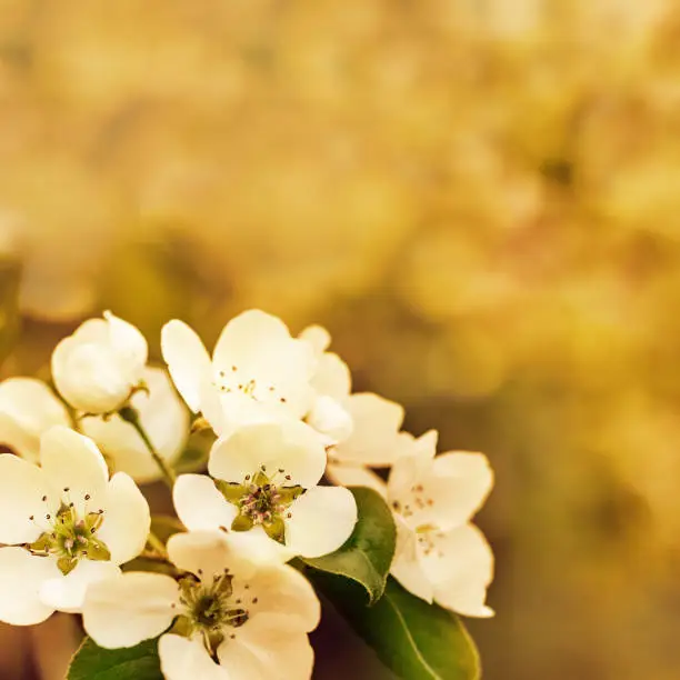 Beautiful Apple blossom at sunset. Spring time in nature, flowery blurred background with copy space. Flowering tree. Soft focus.