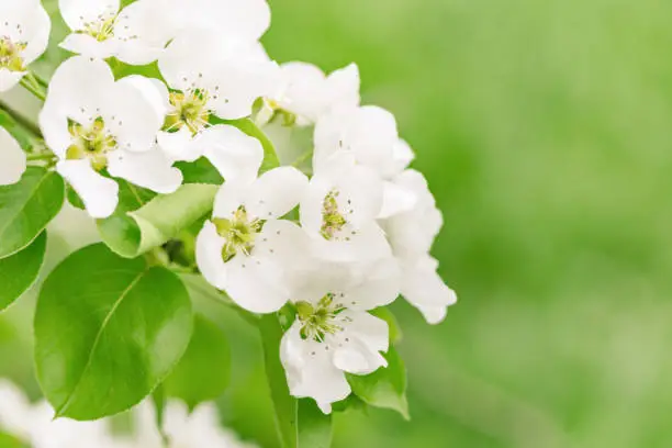 Apple blossom on spring tree. White flowers and fresh green leaves on branch in nature. Natural environment background with copy space. Soft focus.