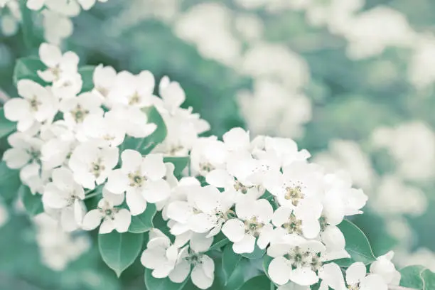 Apple blossom on spring tree. White flowers and fresh green leaves on branch in nature. Natural environment background with copy space. Soft focus.