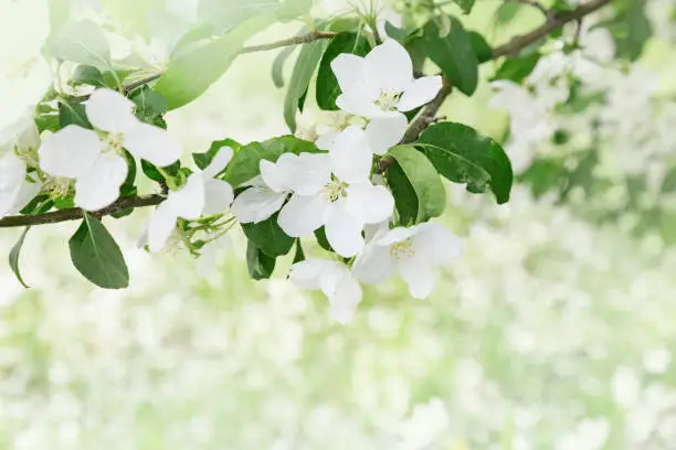 Beautiful Apple blossom. Spring time in nature, flowery blurred background with copy space. Flowering tree. Soft focus.