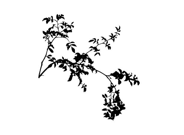 illustrations, cliparts, dessins animés et icônes de silhouette naturelle d’une branche de rosehip (illustration vectorielle) - hofmann