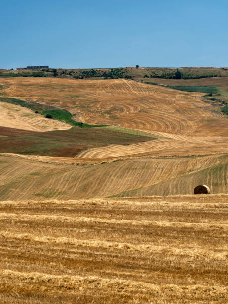 istock Rural landscape in Apulia at summer 1204405081