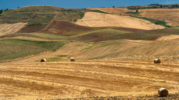 istock Rural landscape in Apulia at summer 1204405133