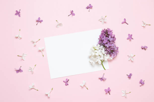 istock Greeting empty card template with white lilac flower on a pink background 1204405164