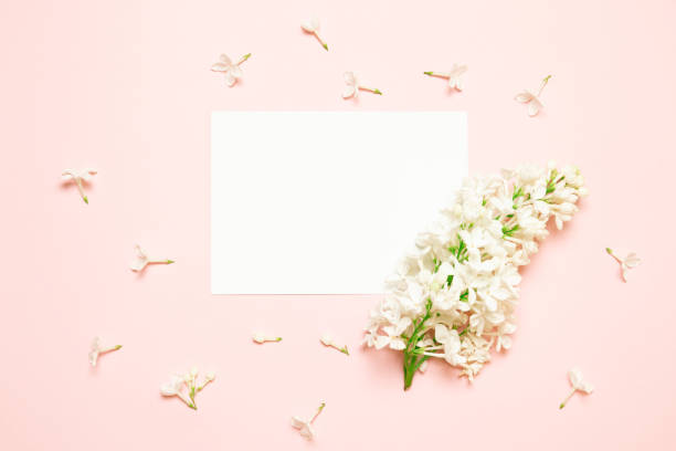 istock Greeting empty card template with white lilac flower on a pink background 1204405166