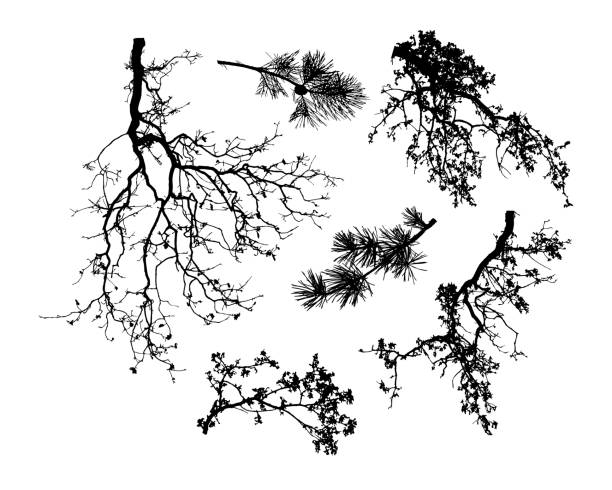 illustrations, cliparts, dessins animés et icônes de ensemble naturel de la silhouette de branches d’arbre (illustration de vecteur). - hofmann