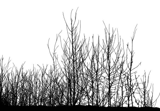 natürliche silhouette des baumes, busch mit nackten zweigen auf weißem hintergrund (vektor-illustration). eps10 - bare tree nature backgrounds tree trunk branch stock-grafiken, -clipart, -cartoons und -symbole