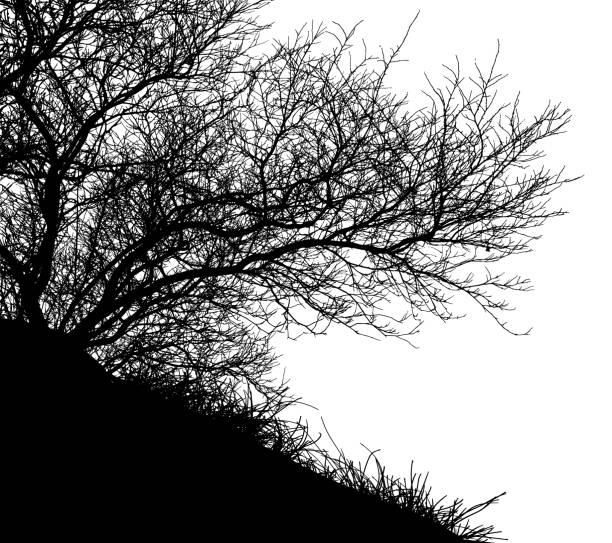natürliche silhouette des baumes, busch mit nackten zweigen auf weißem hintergrund (vektor-illustration). eps10 - bare tree nature backgrounds tree trunk branch stock-grafiken, -clipart, -cartoons und -symbole