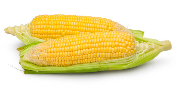 istock Sweet corns isolated on white with clipping path. 1204406822