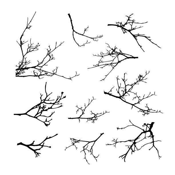 ilustrações de stock, clip art, desenhos animados e ícones de natural set of tree branches silhouette (vector illustration). - hofmann
