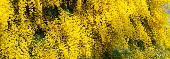 Close-up of yellow exotic flowers native to Madeira