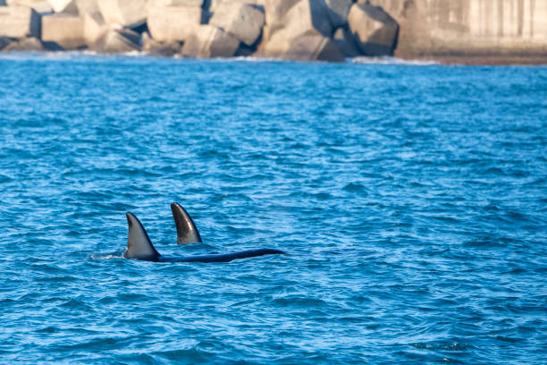 istock Orca killer whale inside Genoa Habor in mediterranean sea 1204411577