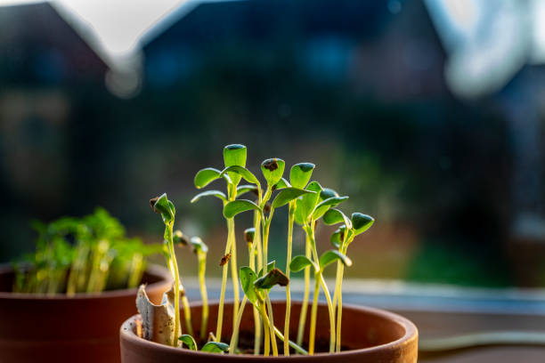 Seedlings growing in a flowerpot.
