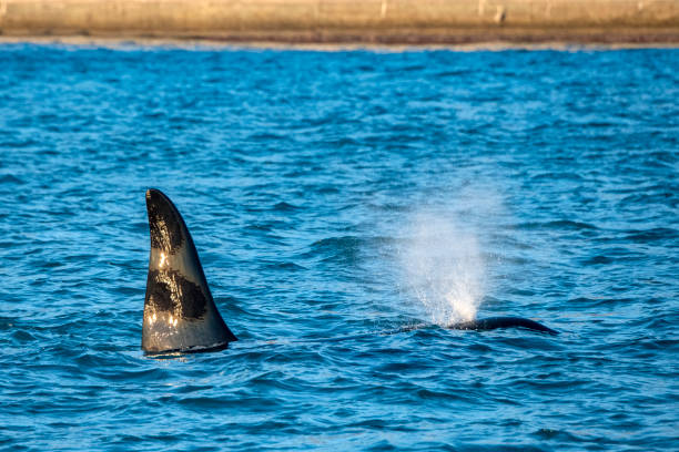 istock Orca killer whale inside Genoa Habor in mediterranean sea 1204411594