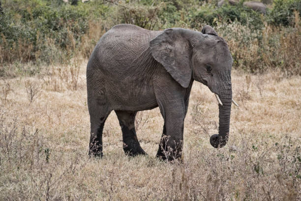 Little elephant alone in the fields in tanzania, africa. stock photo