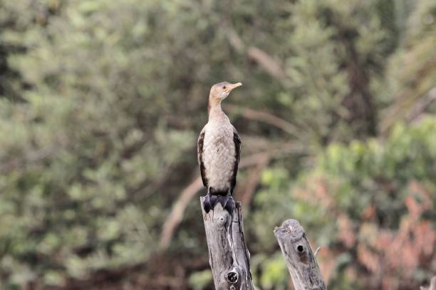 Juvenile reed cormorant, Microcarbo africanus A juvenile reed cormorant, Microcarbo africanus, on a branch phalacrocorax africanus stock pictures, royalty-free photos & images