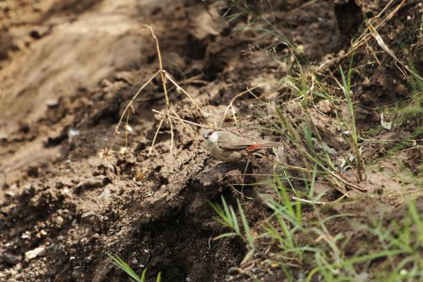 istock Crimson-rumped waxbill, Estrilda rhodopyga, on brown soil 1204413171