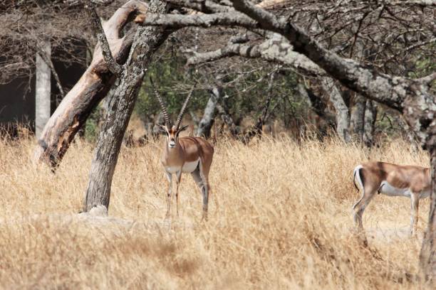 istock Grants gazelle, Nanger granti 1204413405