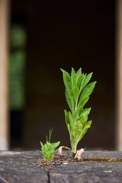 istock A young plant growing on a stone against a dark background 1204414116