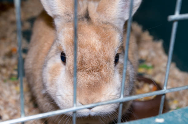 istock Homemade little bunny 1204414954