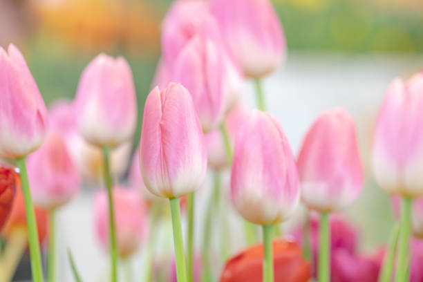 istock Pink  tulips in the garden with freshness 1204415718