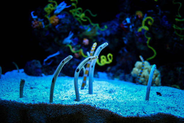 Spotted garden eels in the aquarium. The photo is well suited to demonstrate the environment in which spotted garden eels live.