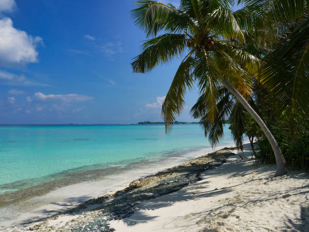istock Beach with palm trees - Kuramathi Maldives 1204417649