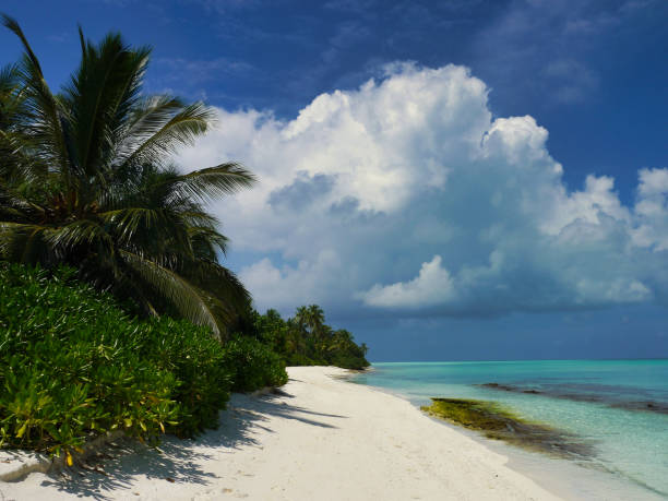 istock Beach with palm trees - Kuramathi Maldives 1204418209