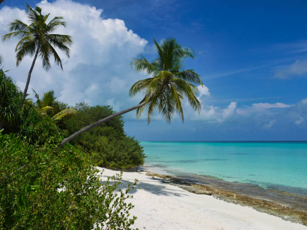 istock Beach with palm trees - Kuramathi Maldives 1204418212