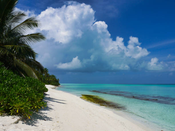 istock Beach with palm trees - Kuramathi Maldives 1204418220