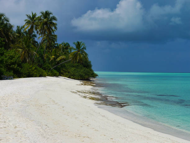 istock Beach with palm trees - Kuramathi Maldives 1204418390