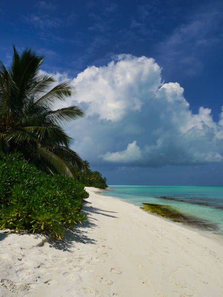 istock Beach with palm trees - Kuramathi Maldives 1204418478