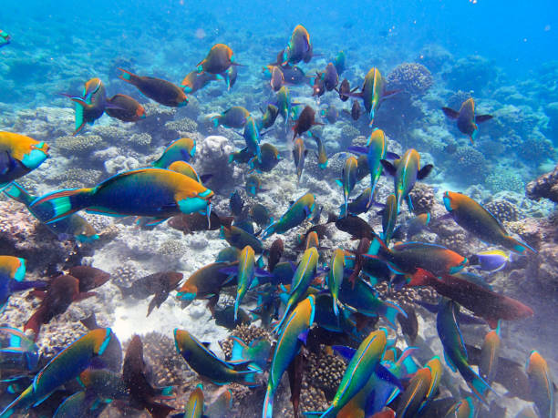 istock Parrotfishes (Scaridae) - Kuramathi Maldives 1204418697