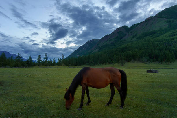 Horses graze in a green meadow among the mountains on a summer evening. Buryatia. Eastern Sayan. Russia.