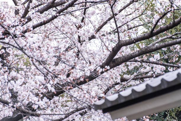 istock Sakura cherry blossom full bloom at Asukayama park 1204421728