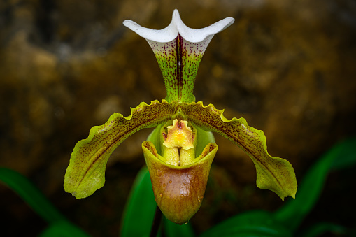 A center view of and orchid opening wide