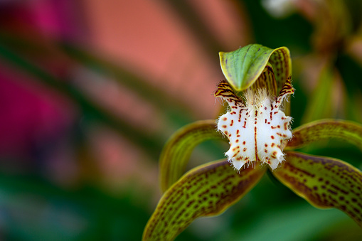 A depth of field view of a green orchid