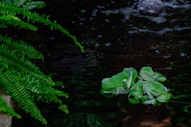 Floating orchid blooms in a small pond