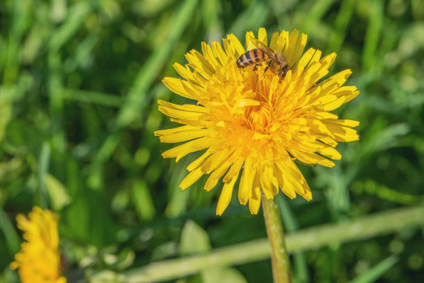 istock Bee on the dandelion flower at sunny day. 1204422003