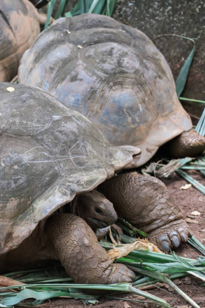 istock Feeding Giant Tortoise in Seychelles 1204422174
