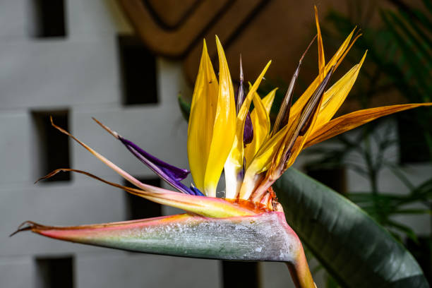 Bird of paradise caught with the light on it