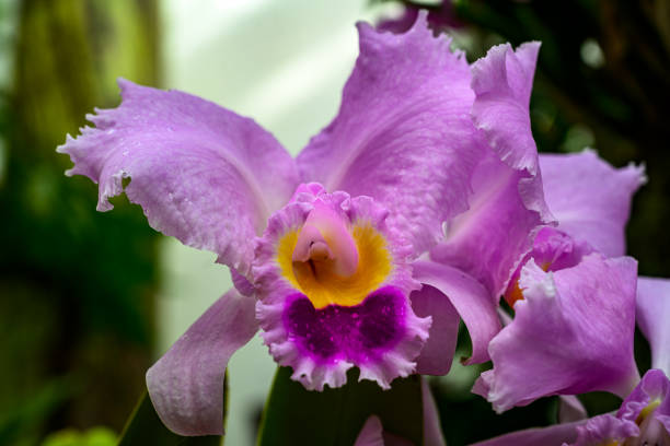 A beautiful light purple orchid with yellow highlight
