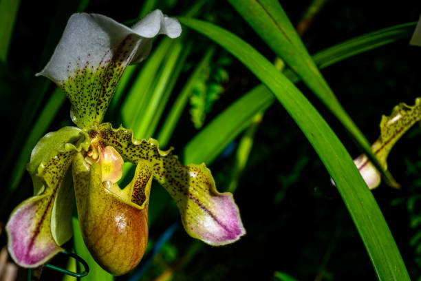 A bright green orchid ready for the sun