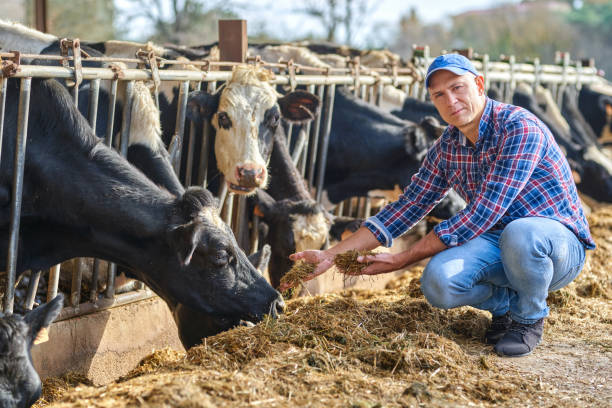 istock Portrait of a man on livestock ranches. 1204423625